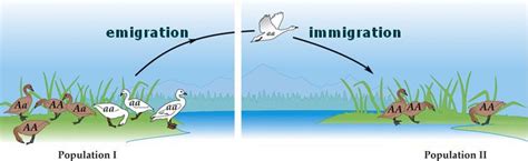 migration definition biology